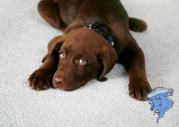 Carpet Cleaning in Amarillo | Pet Stain and Odor Remedy